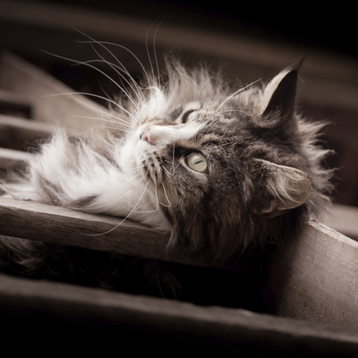 Kitty on the stairs